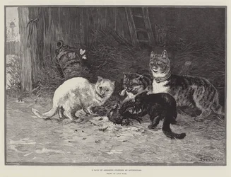 Una banda di assassini sorpresa dalle farfalle